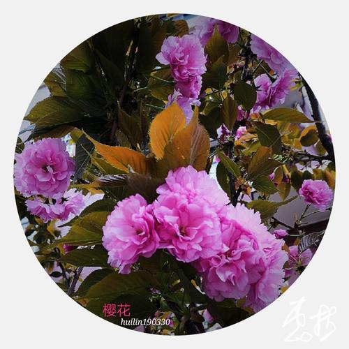 识花君app